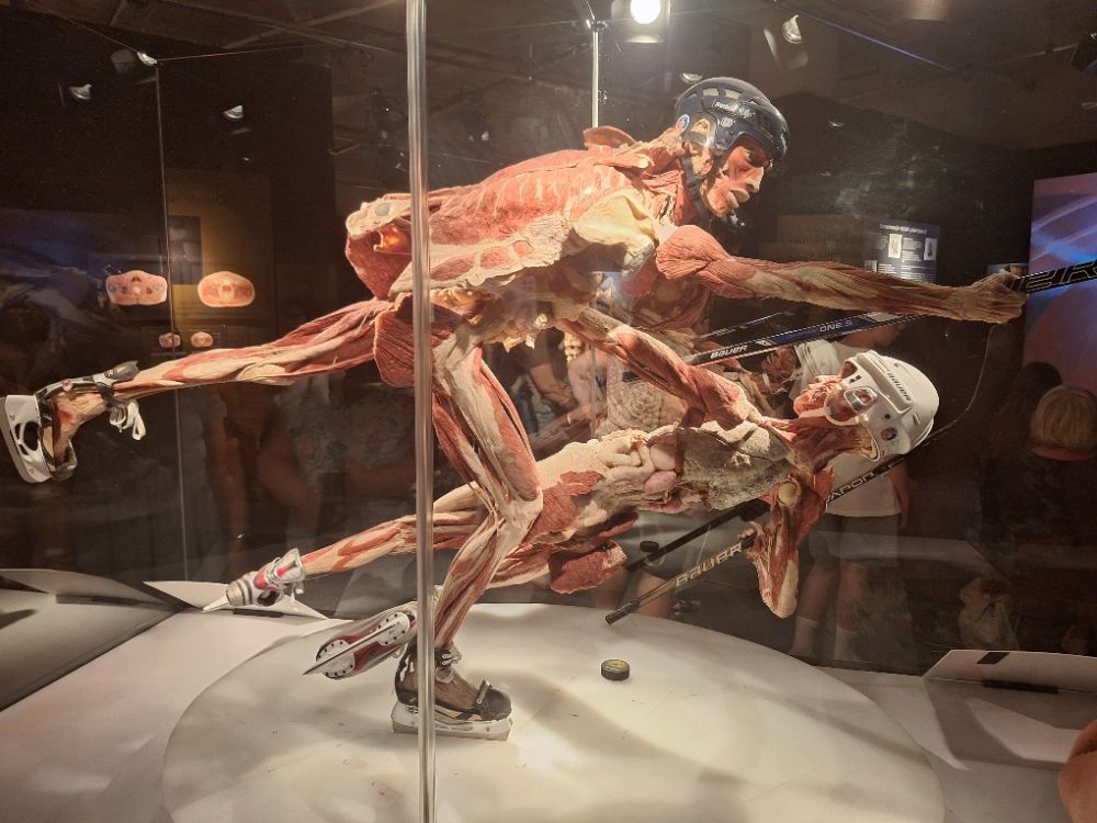 Body Worlds