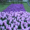 Ogrody Keukenhof