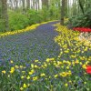 Ogrody Keukenhof