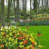 Ogrody Keukenhof