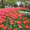 Ogrody Keukenhof