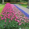 Ogrody Keukenhof