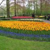 Ogrody Keukenhof