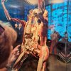 Wystawa Body Worlds