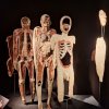 Wystawa Body Worlds