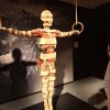 Wystawa Body Worlds