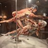 Wystawa Body Worlds