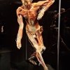 Wystawa Body Worlds